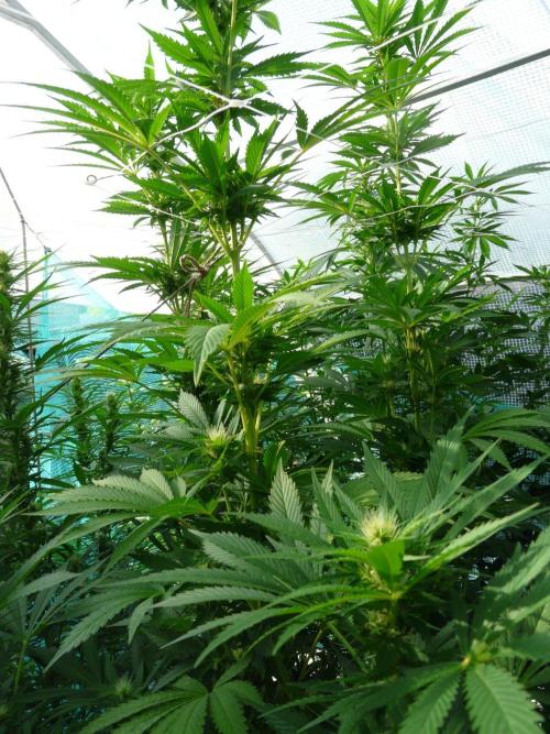 Kannabia Strain Out 2026. Week 15