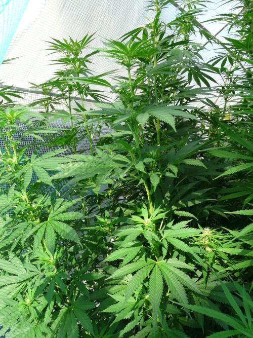 Kannabia Strain Out 2026. Week 15