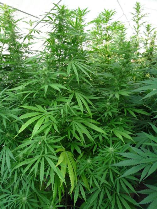Kannabia Strain Out 2026. Week 15