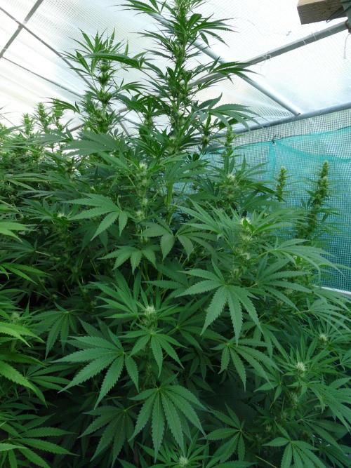Kannabia Strain Out 2026. Week 15