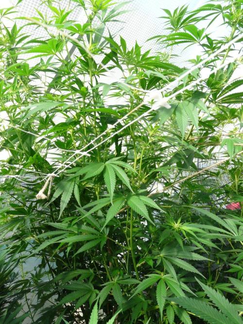 F.F. out2026 Fast Buds. Week 15 - ancora si alza :