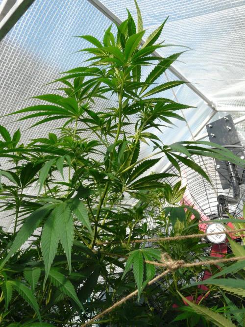 F.F. out2026 Fast Buds. Week 15