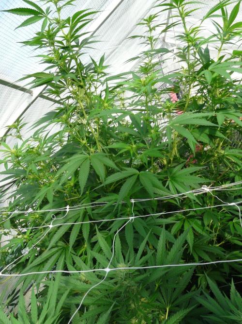F.F. out2026 Fast Buds. Week 15
