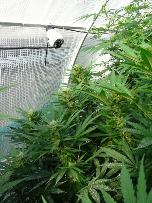 F.F. out2026 Fast Buds. Week 15