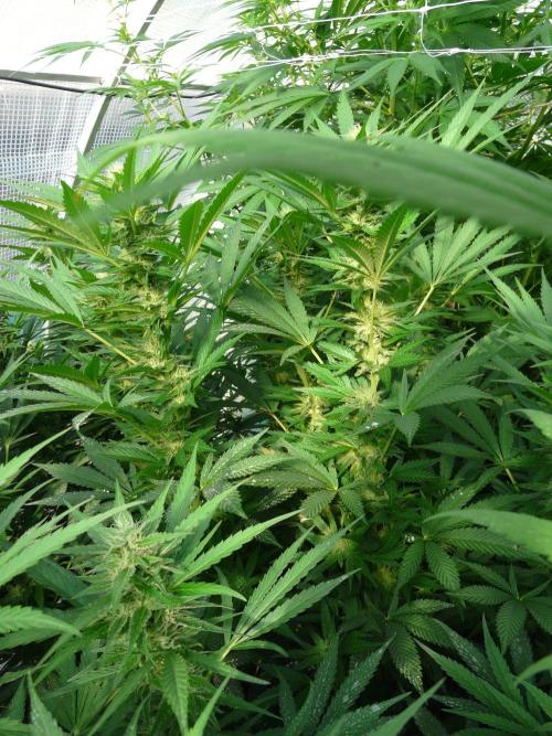 F.F. out2026 Fast Buds. Week 15