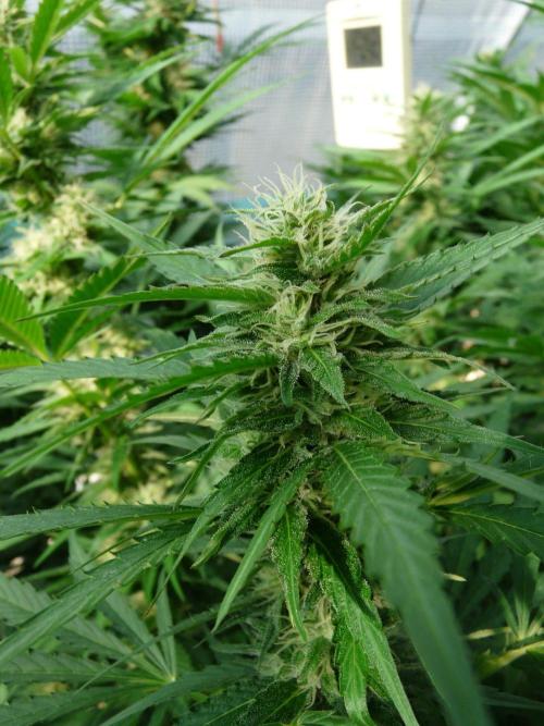 F.F. out2026 Fast Buds. Week 15