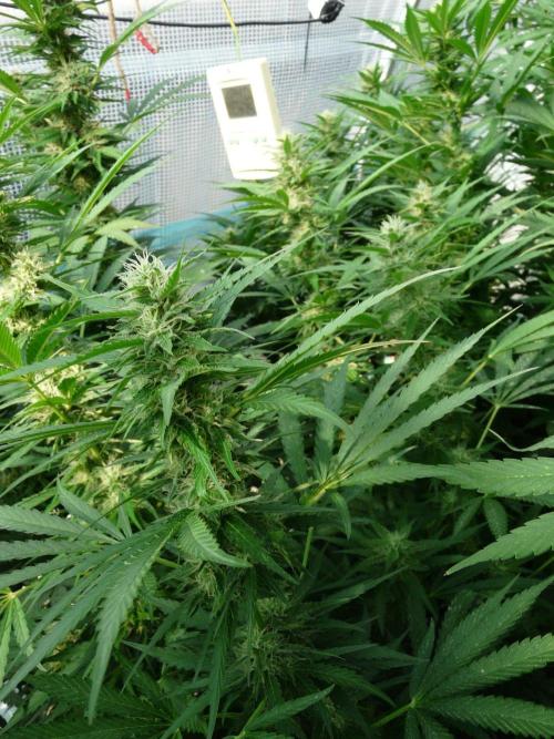 F.F. out2026 Fast Buds. Week 15