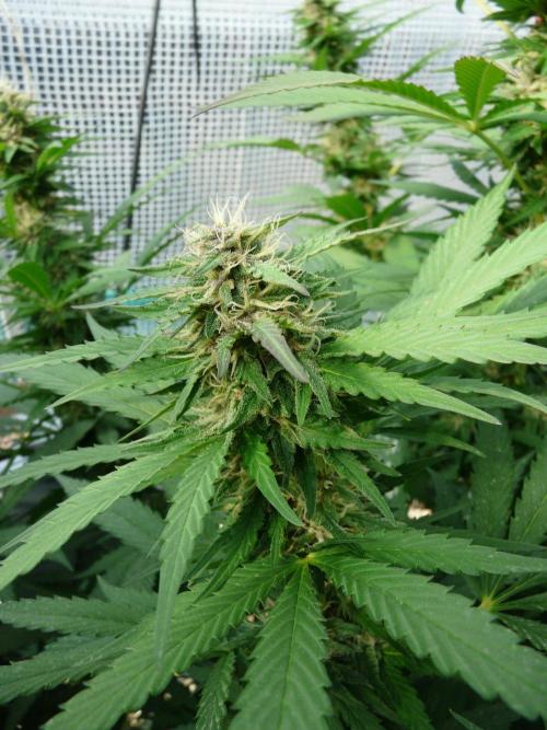 F.F. out2026 Fast Buds. Week 15