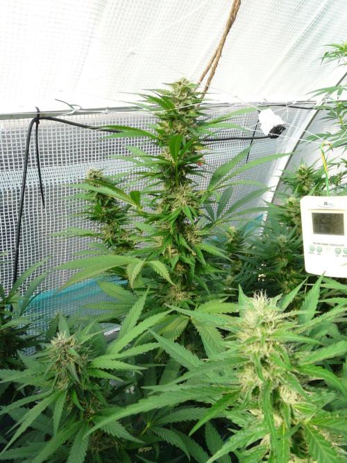 F.F. out2026 Fast Buds. Week 15