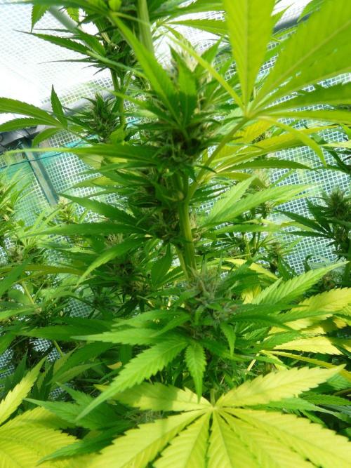 Kannabia Strain Out 2026. Week 16