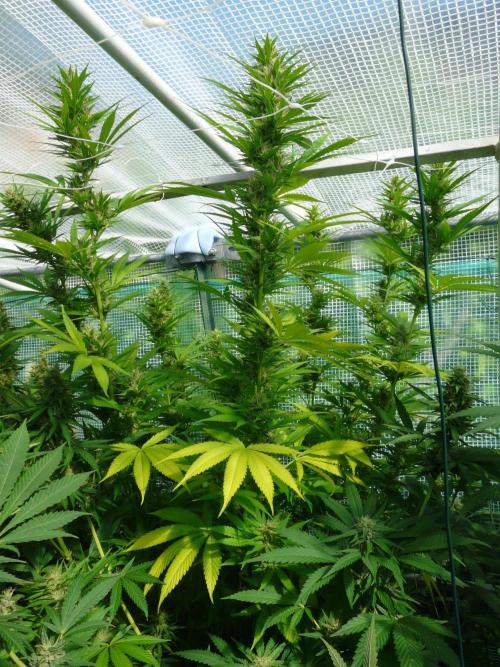 Kannabia Strain Out 2026. Week 16 - Helfire
