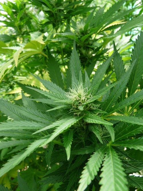 Kannabia Strain Out 2026. Week 16