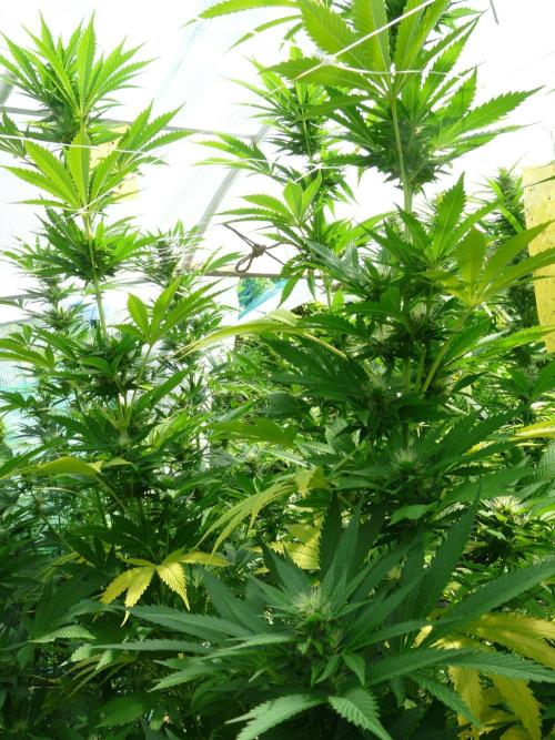 Kannabia Strain Out 2026. Week 16 - Helfire