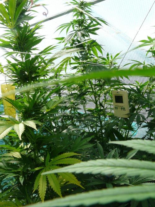 Kannabia Strain Out 2026. Week 16 - Helfire