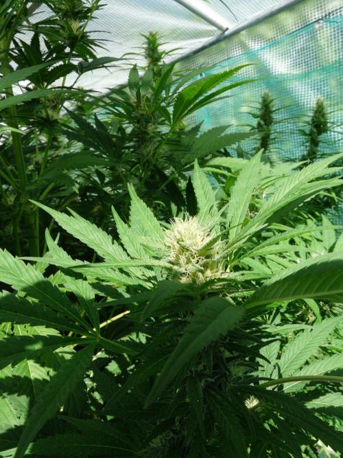Kannabia Strain Out 2026. Week 16