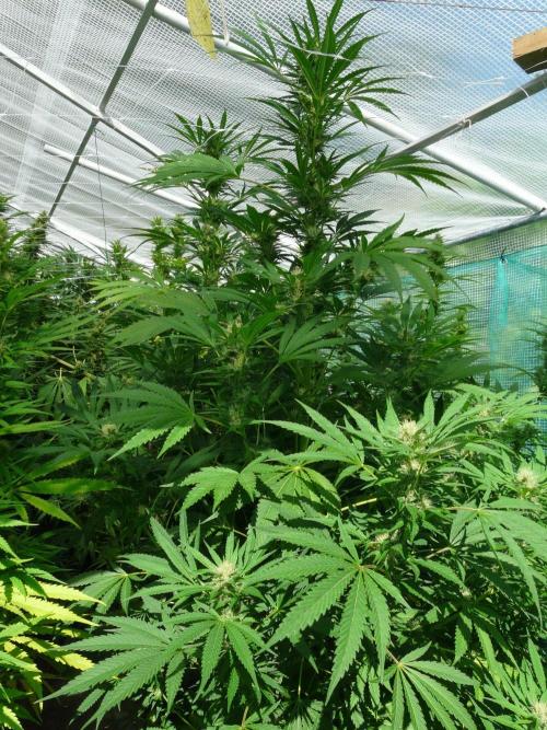 Kannabia Strain Out 2026. Week 16 - Helfire 