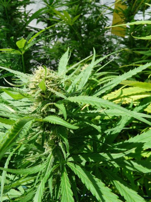 Kannabia Strain Out 2026. Week 16 - cima C.C.