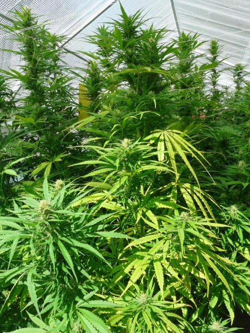 Kannabia Strain Out 2026. Week 16 - Candy C.