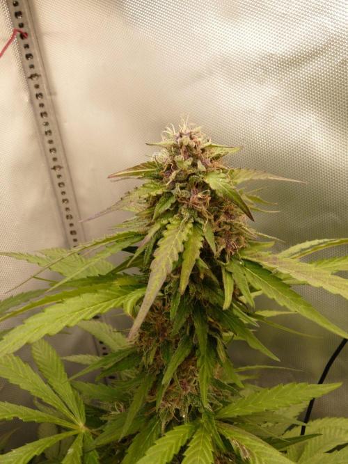 F.F. out2026 Fast Buds. Week 16