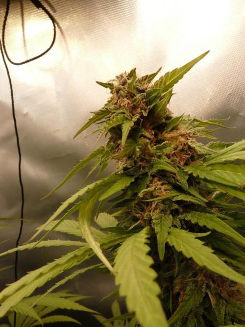 F.F. out2026 Fast Buds. Week 16