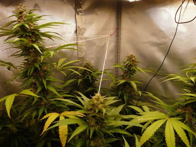 F.F. out2026 Fast Buds. Week 16