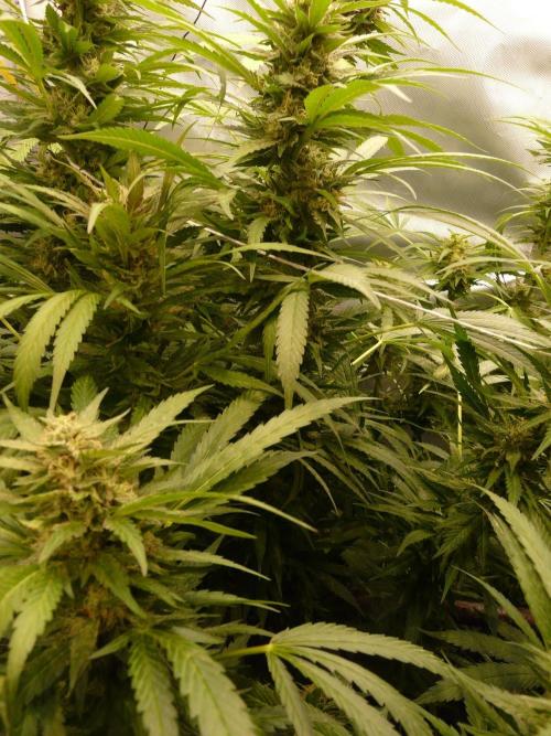 F.F. out2026 Fast Buds. Week 16