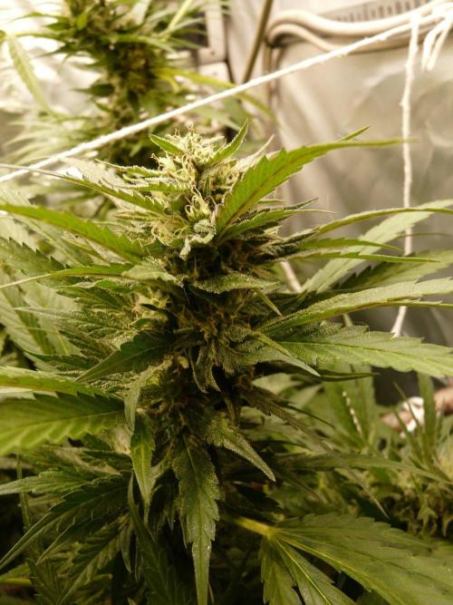 F.F. out2026 Fast Buds. Week 16