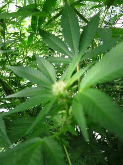 F.F. out2026 Fast Buds. Week 16