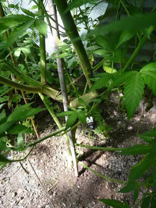 F.F. out2026 Fast Buds. Week 16