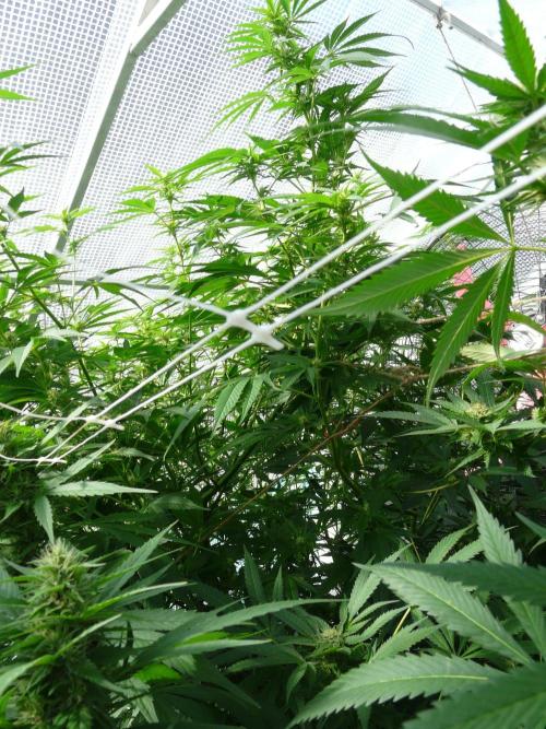F.F. out2026 Fast Buds. Week 16