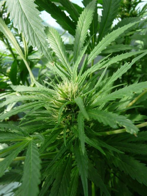 F.F. out2026 Fast Buds. Week 16