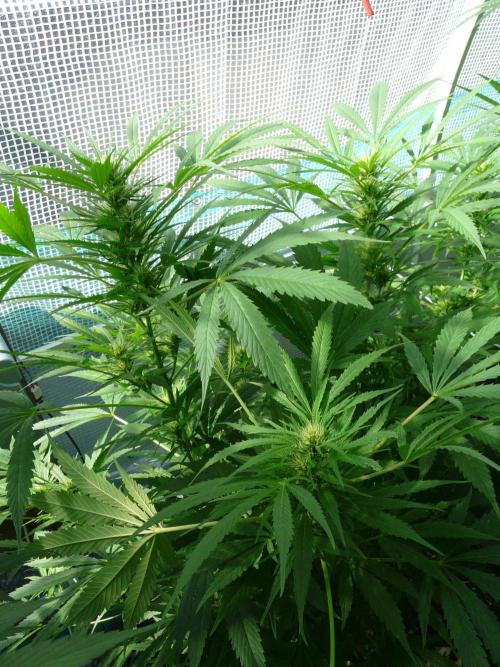 F.F. out2026 Fast Buds. Week 16