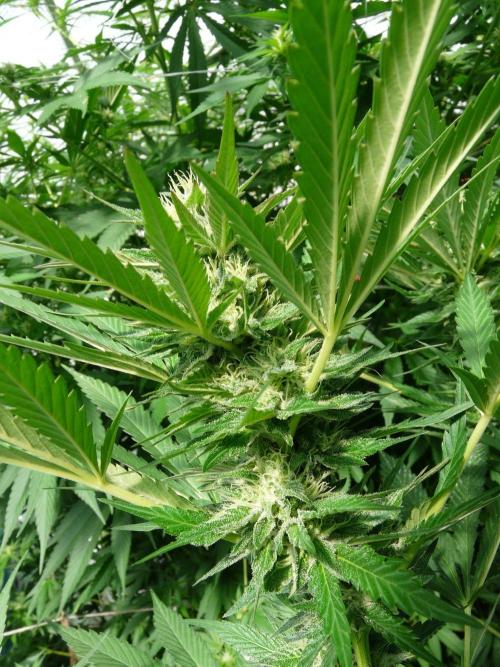 F.F. out2026 Fast Buds. Week 16