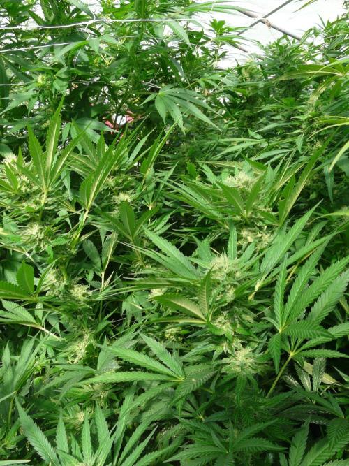F.F. out2026 Fast Buds. Week 16
