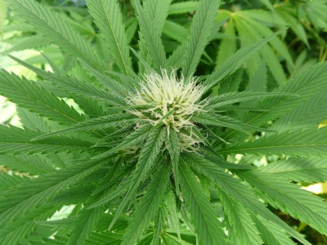 Kannabia Strain Out 2026. Week 17