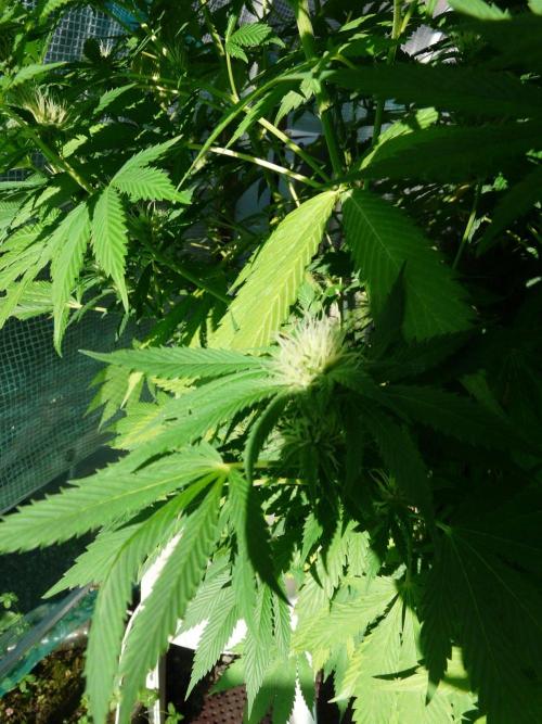 Kannabia Strain Out 2026. Week 17