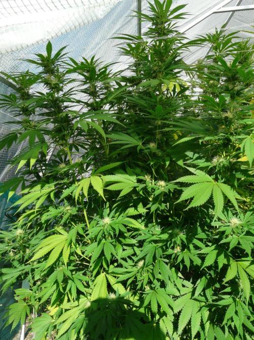 Kannabia Strain Out 2026. Week 17