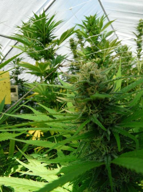 Kannabia Strain Out 2026. Week 17