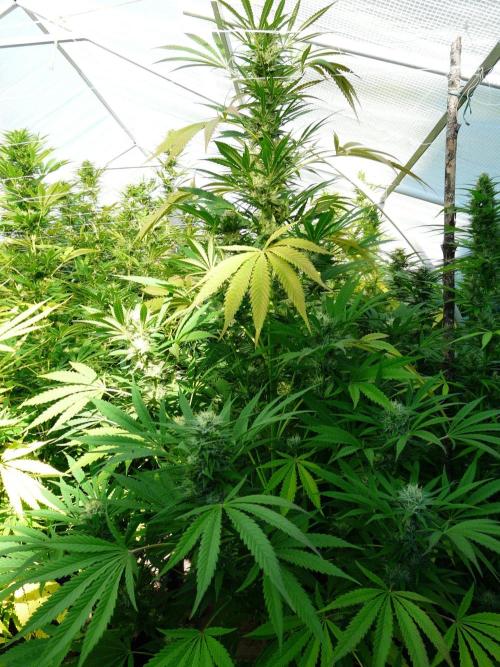 Kannabia Strain Out 2026. Week 17