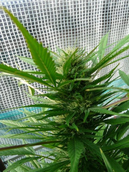 F.F. out2026 Fast Buds. Week 17