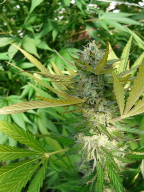 F.F. out2026 Fast Buds. Week 17
