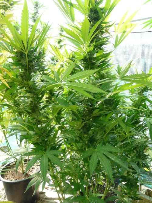 F.F. out2026 Fast Buds. Week 17