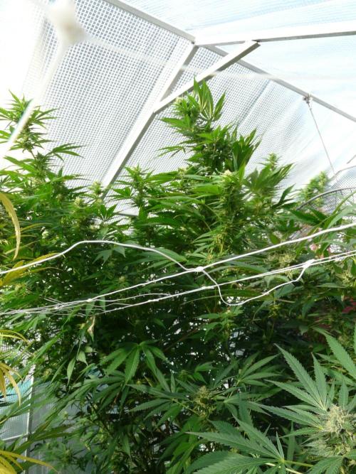 F.F. out2026 Fast Buds. Week 17