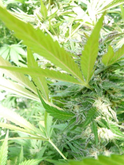 F.F. out2026 Fast Buds. Week 17