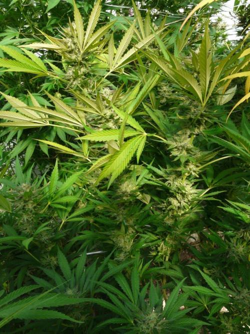 F.F. out2026 Fast Buds. Week 17