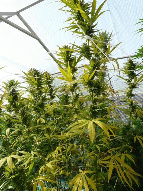 Kannabia Strain Out 2026. Week 18