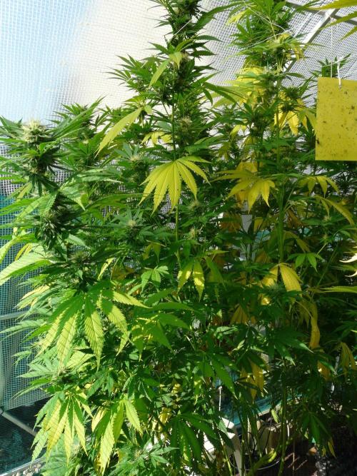 Kannabia Strain Out 2026. Week 18