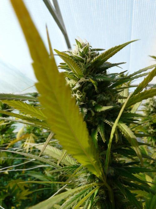 Kannabia Strain Out 2026. Week 18