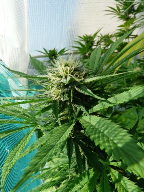 Kannabia Strain Out 2026. Week 18