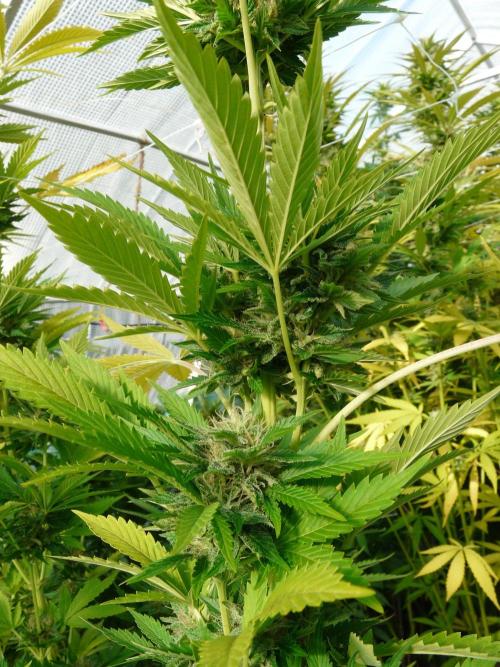 Kannabia Strain Out 2026. Week 18